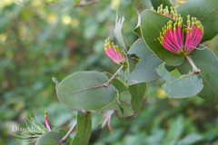 Dendrophthoe falcata